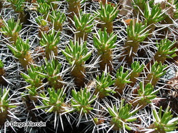 مایونیا پوپیجی